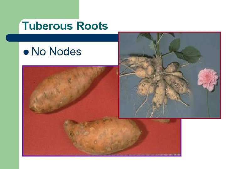 Tuberous Roots l No Nodes 