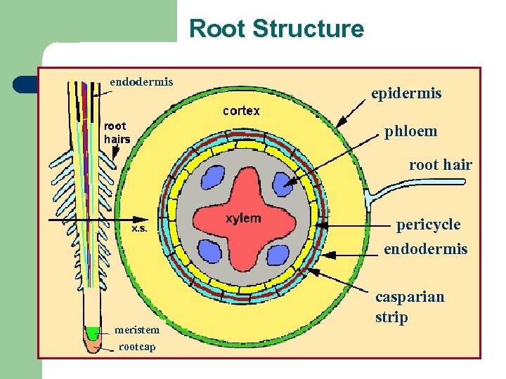 Root Structure endodermis epidermis phloem root hair pericycle endodermis meristem rootcap casparian strip 