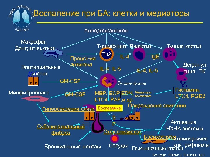 Воспаление при БА: клетки и медиаторы Аллерген/антиген Макрофаг, Дентритич. кл-ка Т-лимфоцит В-клетки Th 2