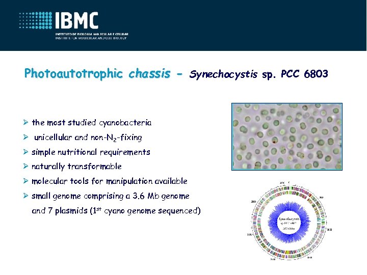 Photoautotrophic chassis - Synechocystis sp. PCC 6803 Ø the most studied cyanobacteria Ø unicellular