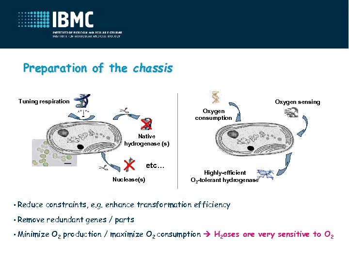 Preparation of the chassis Tuning respiration Oxygen sensing Oxygen consumption Native hydrogenase (s) etc…