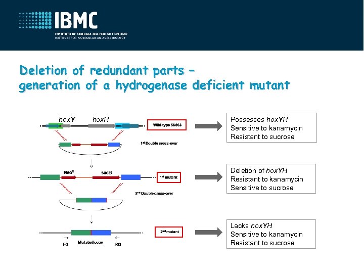 Deletion of redundant parts – generation of a hydrogenase deficient mutant hox. Y hox.