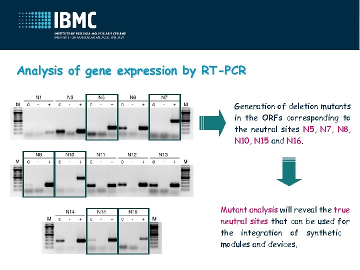 Analysis of gene expression by RT-PCR Generation of deletion mutants in the ORFs corresponding