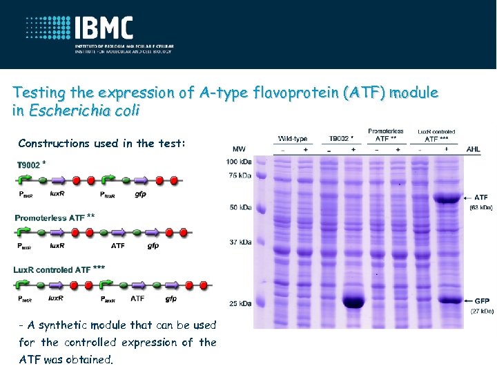 Testing the expression of A-type flavoprotein (ATF) module in Escherichia coli Constructions used in