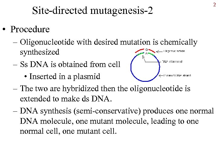 Site-directed mutagenesis-2 2 • Procedure – Oligonucleotide with desired mutation is chemically synthesized –