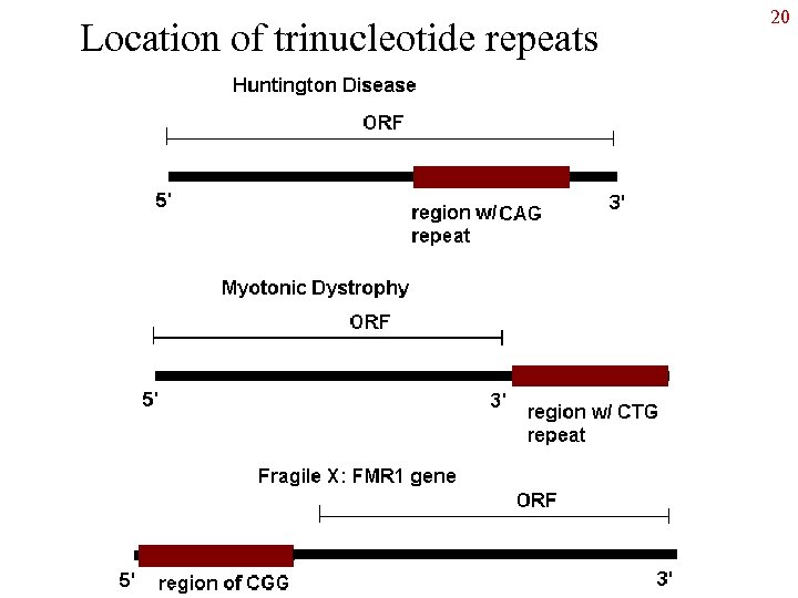 Location of trinucleotide repeats 20 