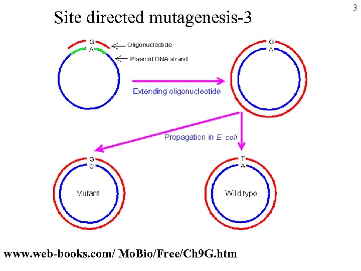 Site directed mutagenesis-3 www. web-books. com/ Mo. Bio/Free/Ch 9 G. htm 3 