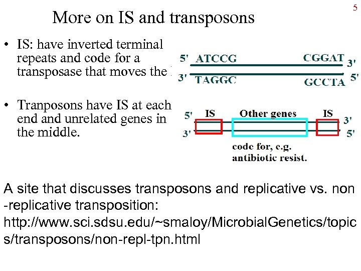 More on IS and transposons 5 • IS: have inverted terminal repeats and code