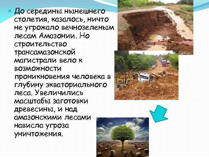  До середины нынешнего столетия, казалось, ничто не угрожало вечнозеленым лесам Амазонии. Но строительство