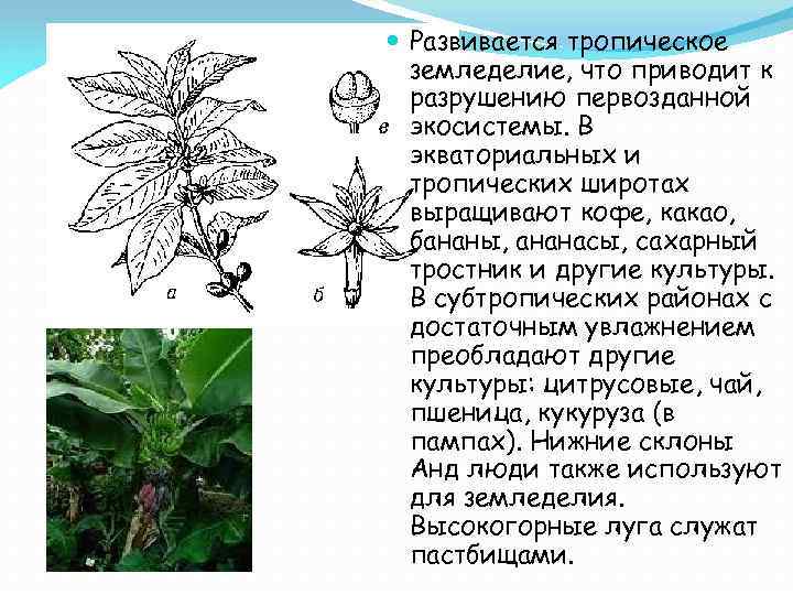  Развивается тропическое земледелие, что приводит к разрушению первозданной экосистемы. В экваториальных и тропических