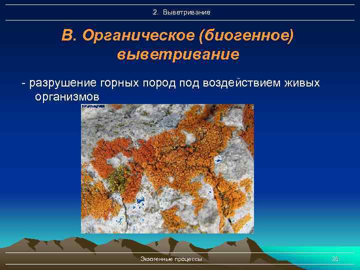 2. Выветривание В. Органическое (биогенное) выветривание - разрушение горных пород под воздействием живых организмов