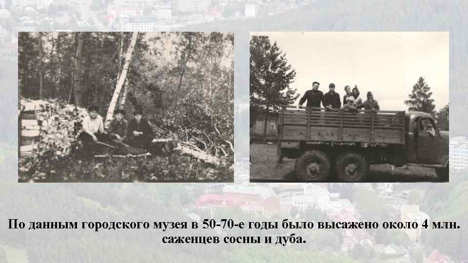 По данным городского музея в 50 -70 -е годы было высажено около 4 млн.