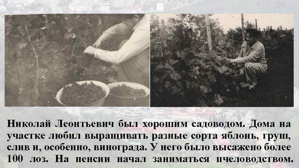 Николай Леонтьевич был хорошим садоводом. Дома на участке любил выращивать разные сорта яблонь, груш,