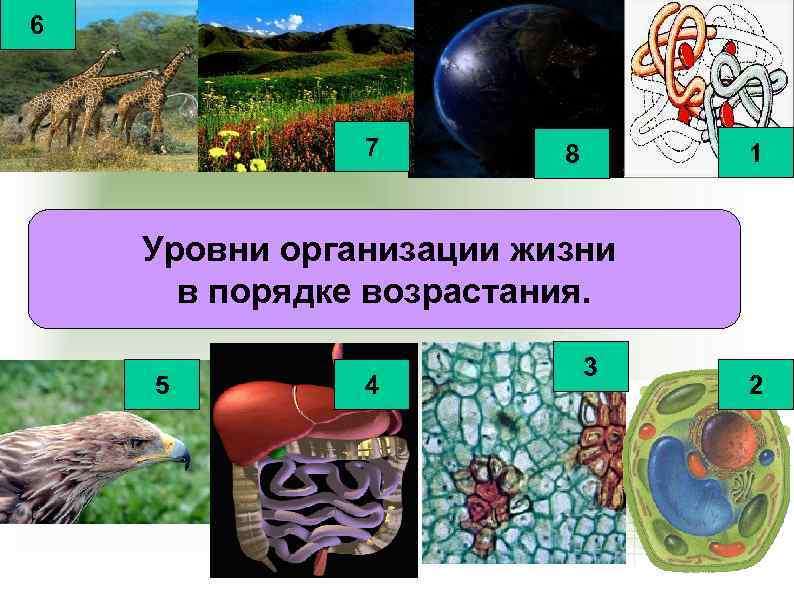 6 7 1 8 Уровни организации жизни в порядке возрастания. 5 4 3 2