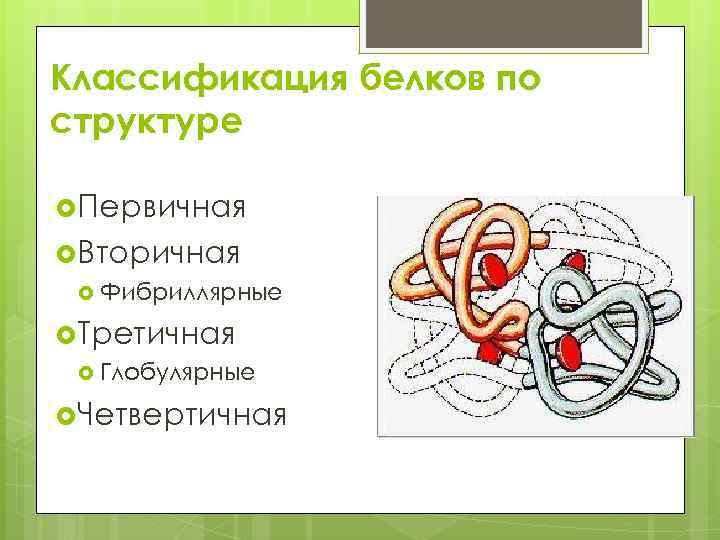 Классификация белков по структуре Первичная Вторичная Фибриллярные Третичная Глобулярные Четвертичная 