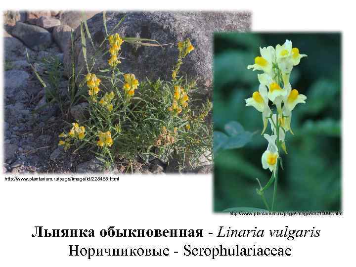 http: //www. plantarium. ru/page/image/id/228465. html http: //www. plantarium. ru/page/image/id/216090. html Льнянка обыкновенная - Linaria