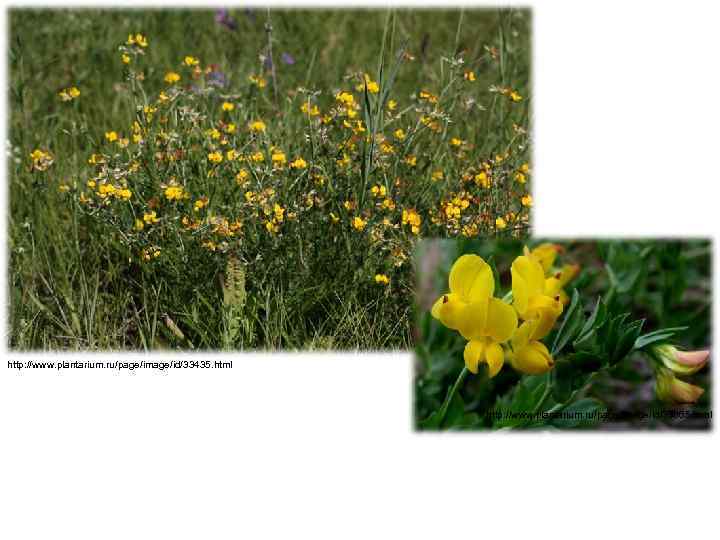 http: //www. plantarium. ru/page/image/id/33435. html http: //www. plantarium. ru/page/image/id/33365. html 