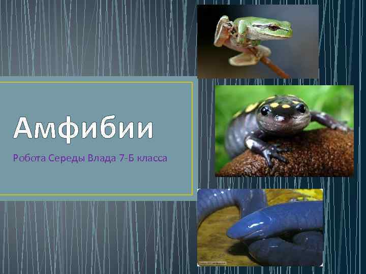 Амфибии Робота Середы Влада 7 Б класса 