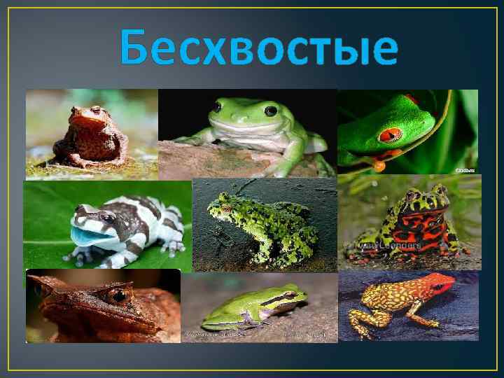 Бесхвостые 