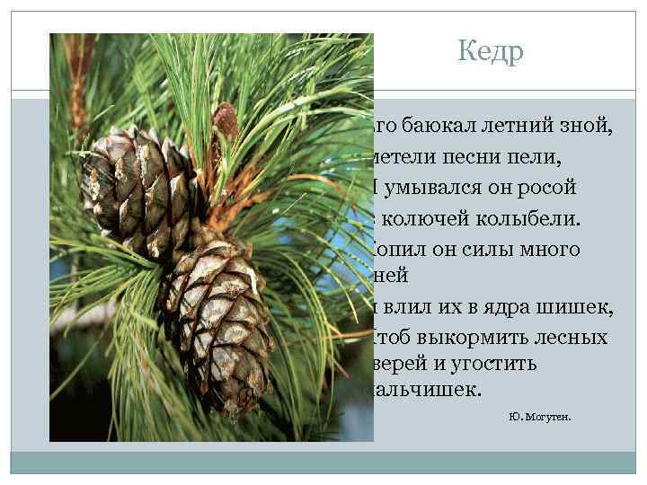 Кедр Его баюкал летний зной, метели песни пели, И умывался он росой в колючей