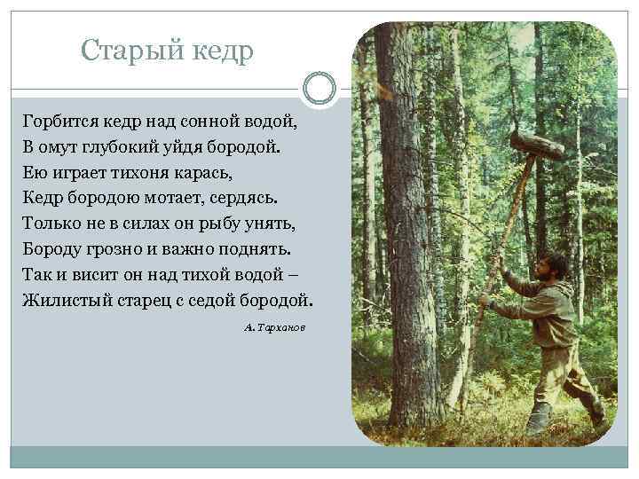 Старый кедр Горбится кедр над сонной водой, В омут глубокий уйдя бородой. Ею играет