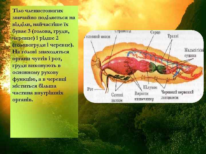 Тіло членистоногих звичайно поділяється на відділи, найчастіше їх буває 3 (голова, груди, черевце) і