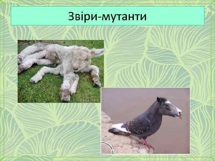 Звіри-мутанти 