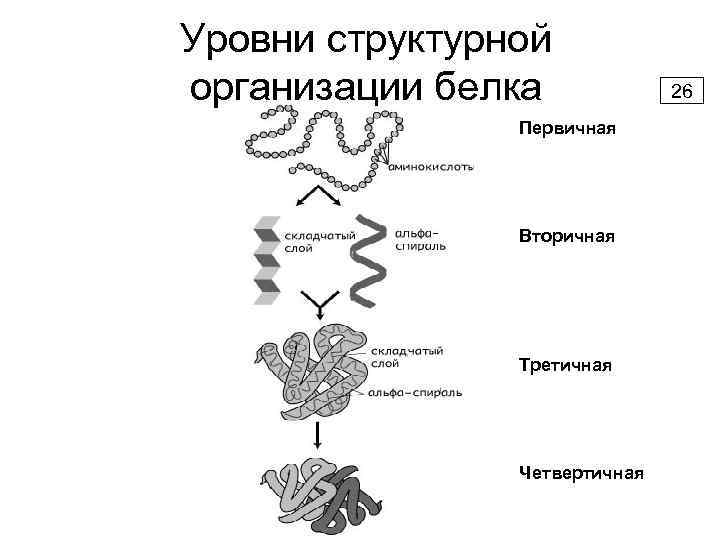 Что делают структурные белки. Уровни структуры белков. Уровни организации белка. Строение белка уровни организации белковой молекулы. Уровень организации первичной структуры белка.