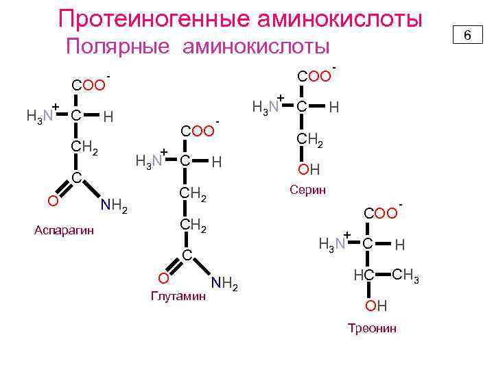 Протеиногенные аминокислоты Полярные аминокислоты COO + H 3 N C + H СН 2