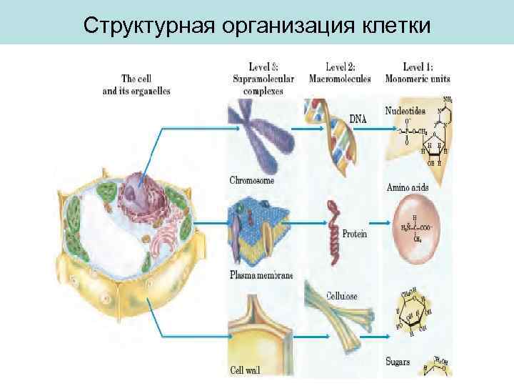 Структурно функциональная организация клеток. Схема структурной организации клетки. Структурно-функциональная организация клетки.