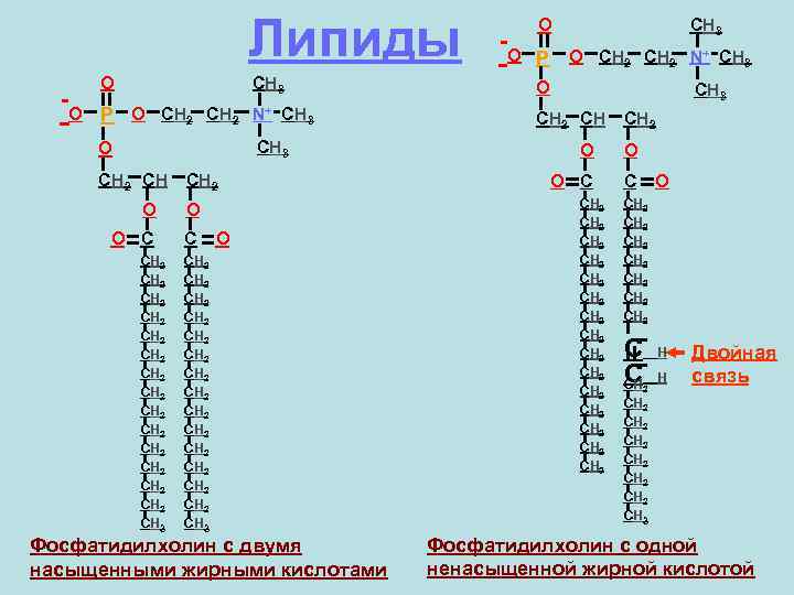 Липиды -O O CH 3 P O CH 2 N+ CH 3 O CH