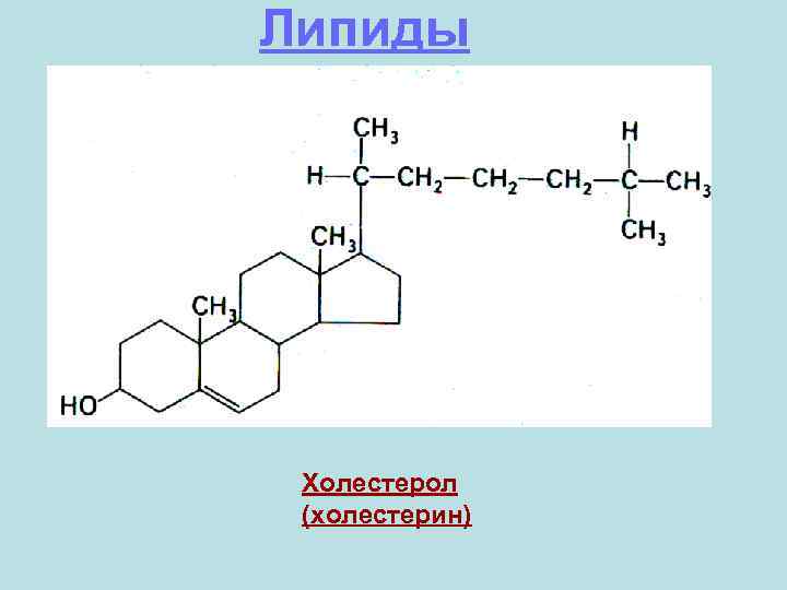 Липиды Холестерол (холестерин) 