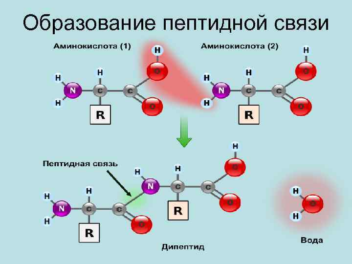 Пептидная связь картинка