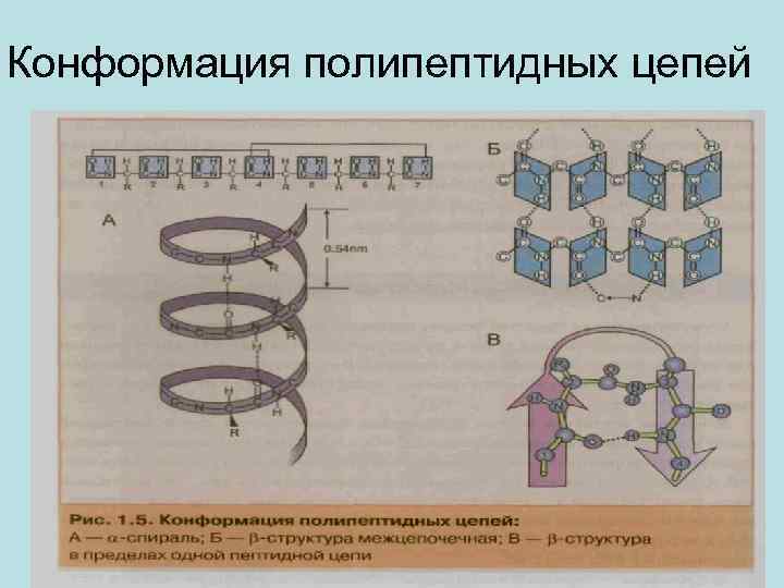 Конформация полипептидных цепей 