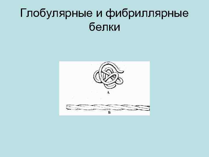 Глобулярные и фибриллярные белки 