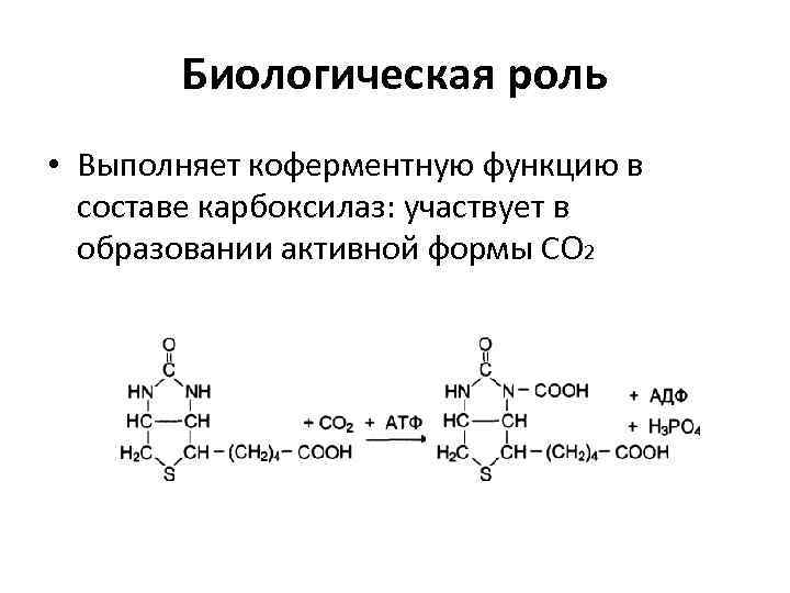 Активная форма. Витамин b1 кофермент. Витамин биотин коферментная форма. Активная коферментная форма витамина в1. Биотин образование активной формы со2.