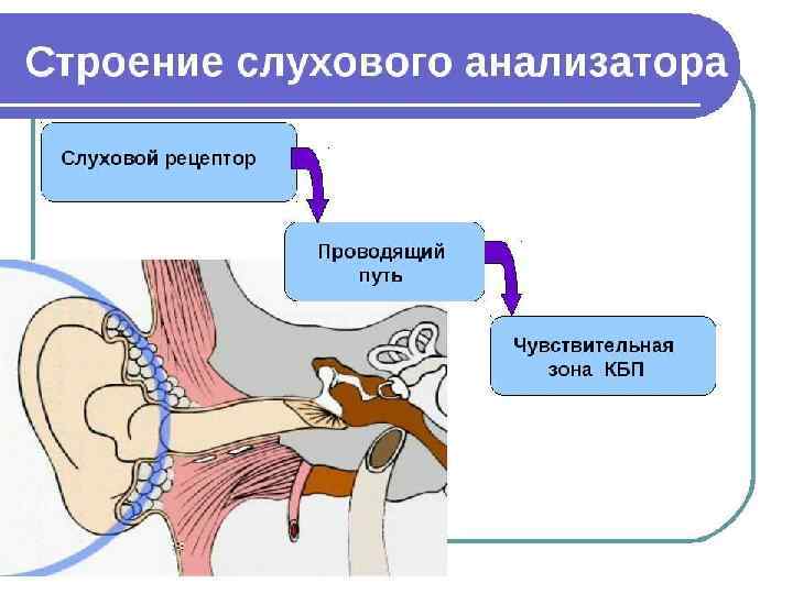 Схема строения обонятельной сенсорной системы