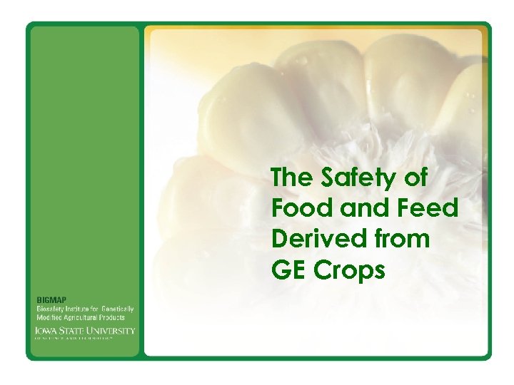 The Safety of Food and Feed Derived from GE Crops 