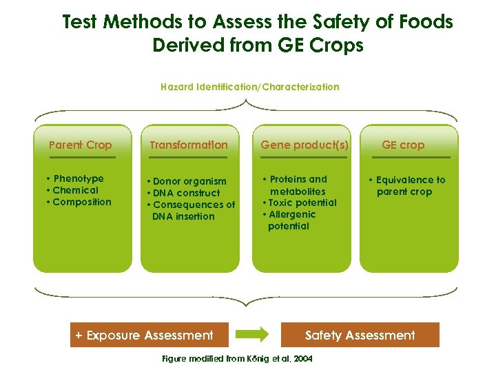 Test Methods to Assess the Safety of Foods Derived from GE Crops Hazard Identification/Characterization