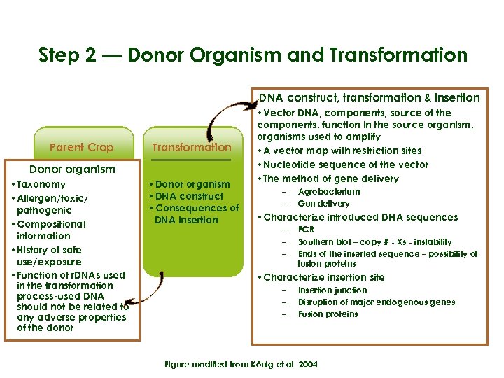 Step 2 — Donor Organism and Transformation DNA construct, transformation & insertion Parent Crop