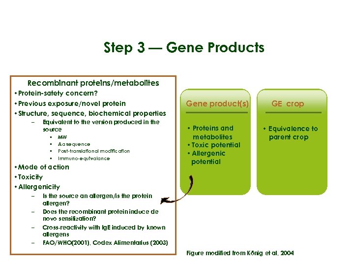 Step 3 — Gene Products Recombinant proteins/metabolites • Protein-safety concern? • Previous exposure/novel protein