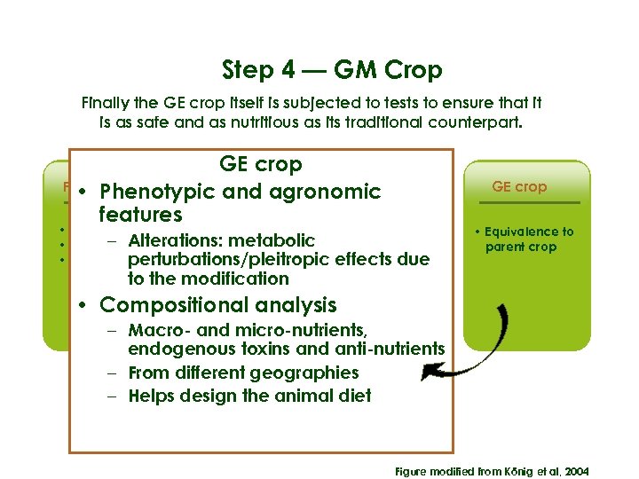 Step 4 — GM Crop Finally the GE crop itself is subjected to tests