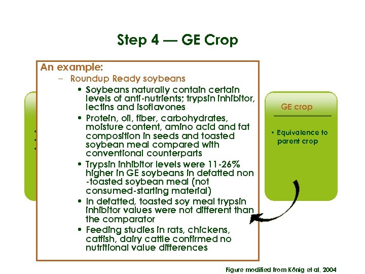 Step 4 — GE Crop An example: – Roundup Ready soybeans • Soybeans naturally