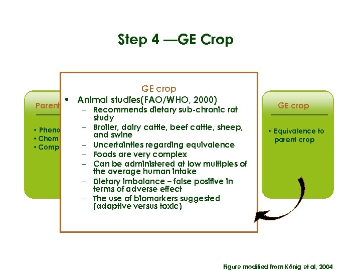 Step 4 —GE Crop GE crop • Animal studies(FAO/WHO, 2000) Parent Crop Transformation Gene