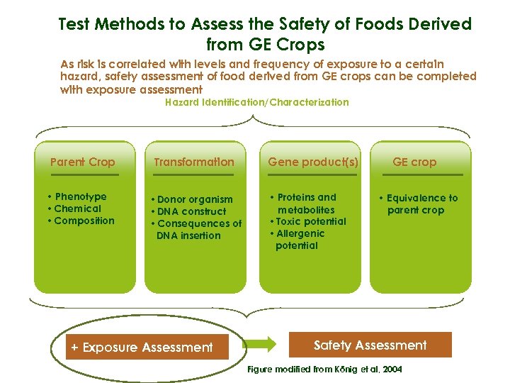 Test Methods to Assess the Safety of Foods Derived from GE Crops As risk