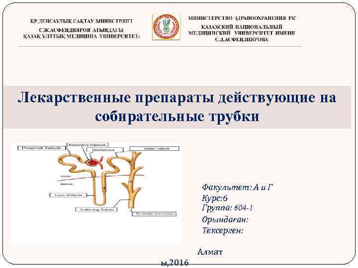 Лекарственные препараты действующие на собирательные трубки Факультет: А и Г Курс: 6 Группа: 604