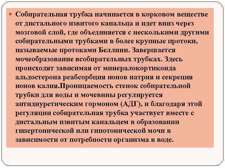  Собирательная трубка начинается в корковом веществе от дистального извитого канальца и идет вниз