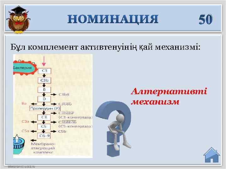 НОМИНАЦИЯ 50 Бұл комплемент активтенуінің қай механизмі: Алтернативті механизм 