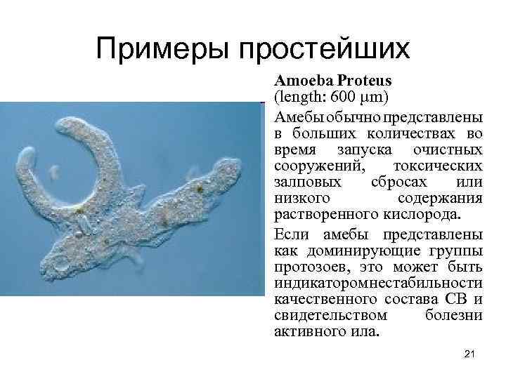 Примеры простейших Amoeba Proteus (length: 600 µm) Амебы обычно представлены в больших количествах во