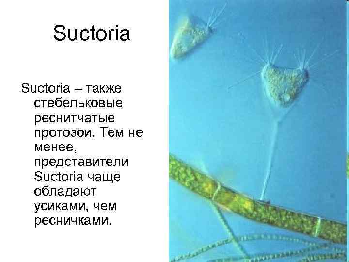 Suctoria – также стебельковые реснитчатые протозои. Тем не менее, представители Suctoria чаще обладают усиками,